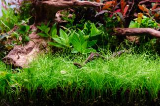 Eleocharis acicularis foreground