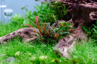 Eleocharis acicularis foreground
