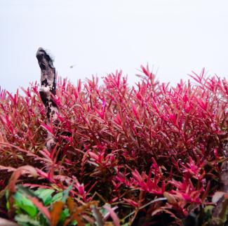 Rotala Hra background