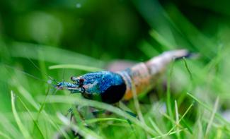 Taiwan bee blue bolt