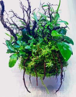 Back-up as main picture seems blurry