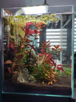 My cube LowTech tank 2.