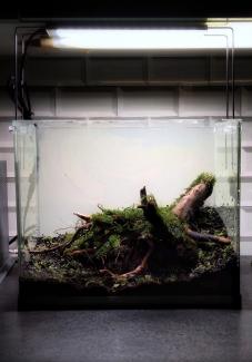 Step 3 Aquascape "Rays of the Sunset"