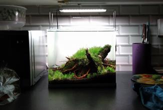 Step 4 Aquascape "Rays of the Sunset"