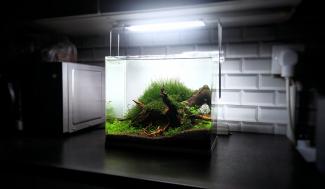 Step 5 Aquascape "Rays of the Sunset"