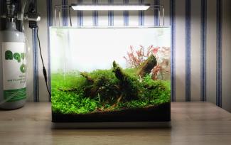 Step 6 Aquascape "Rays of the Sunset"