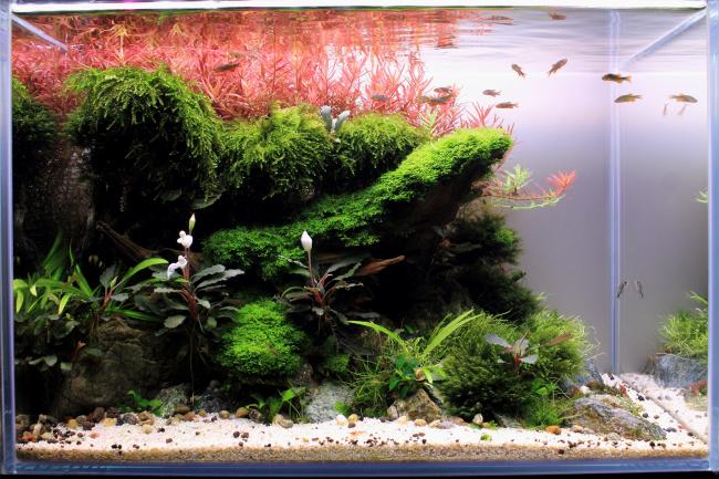 The little world of the Galaxies