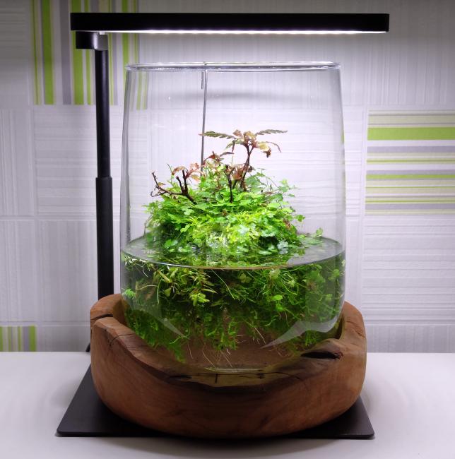 Floating Wabi Kusa Ball