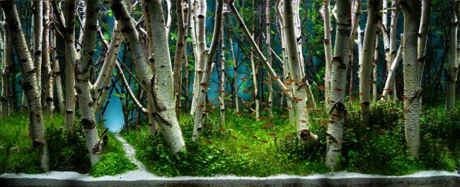 Birch Forest