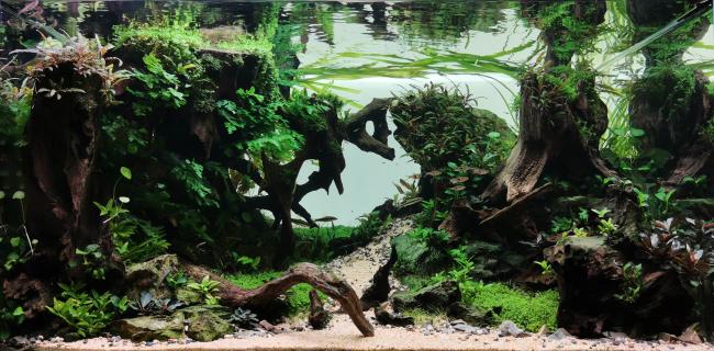 Somewhere in Neverland