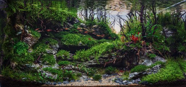 Rays among the greens