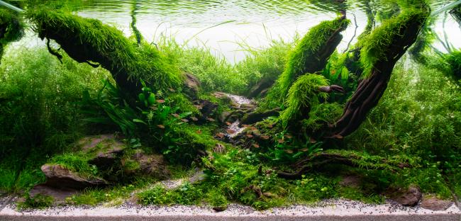 Ars aemula naturae. Apuleio 125 d.c.