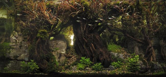 Through the ancient forest