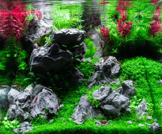 eZurbitum nano aquascaping EAPLC 2023