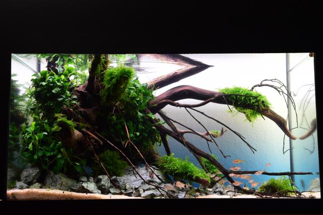 A fallen tree half in half out of the river bank, its branches bacame home for green plants and red fish.