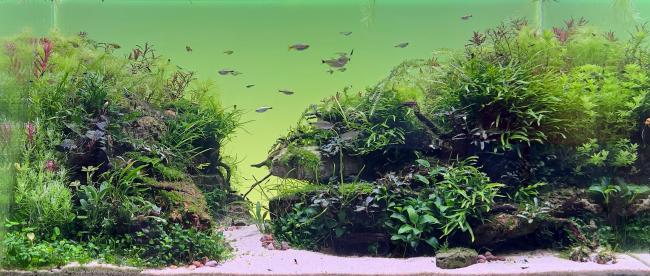 Enchanting Beauty of Nature: On rocky slopes,a magical corner hides,where lush vegation has ensnared these rugged formations in its embrace.Amidst rocky crevices and among stones ,vibrant plants bloom,creating a picturesque landscape.