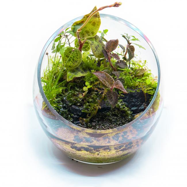 Wabi Kusa bowl with Macodes species