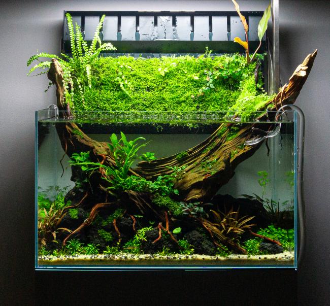 60p + mizukusa mist wall