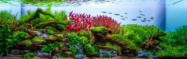 An aquarium of 9 months which really has a moderately easy planting!! It consists of 12 types of plants of moderate and difficult management that consume dioxide!!