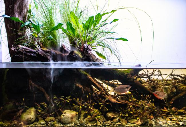 Kalimantan Barat - mgaliaquarium