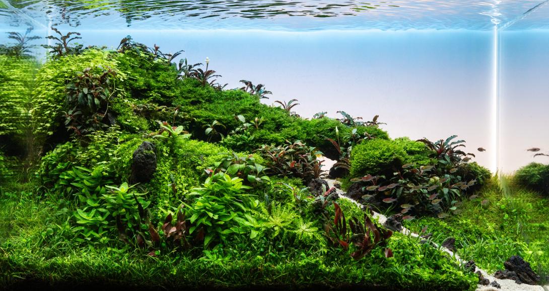 AMK was für zwei Titel?