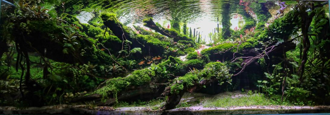 <img data-drupal-selector="edit-field-picture-0-preview" src="/sites/default/files/styles/thumbnail/public/178/1069-osvetlennyy-.jpg?itok=vF93AgjD" width="100" height="35" alt="" loading="lazy" class="image-style-thumbnail">