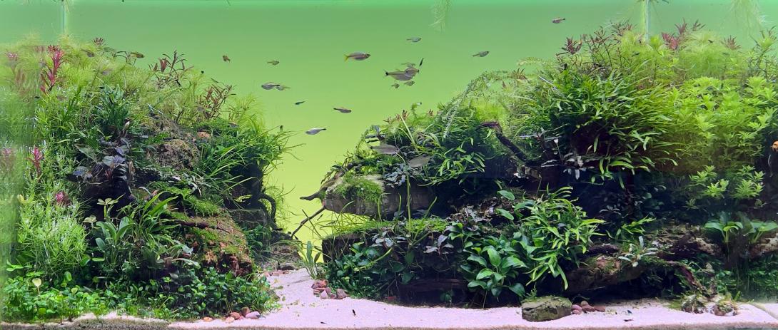 Enchanting Beauty of Nature: On rocky slopes,a magical corner hides,where lush vegation has ensnared these rugged formations in its embrace.Amidst rocky crevices and among stones ,vibrant plants bloom,creating a picturesque landscape.