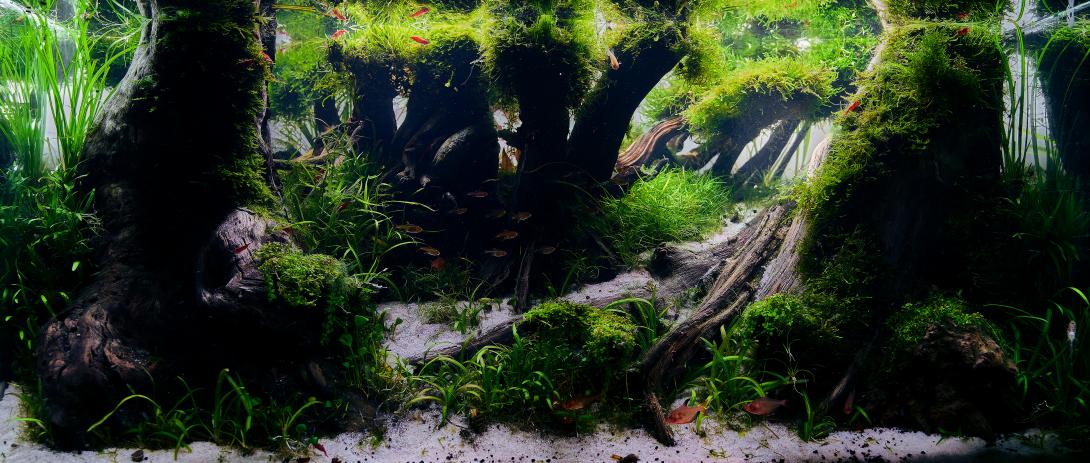 生き甲斐 Ikigai, The road of the forest  The term "生き甲斐" "ikigai" comes from Japanese culture and is made up of two words: "iki", which means "life" or "being alive", and "gai", which translates as "value" or "reason". ". Collectively, "ikigai" refers to "the reason for being" or "the reason for living". The ikigai philosophy focuses on finding a purpose in life and discovering what motivates us, gives us satisfaction and gives us meaning. It's a combination of what we love, what we're good at, what the world n