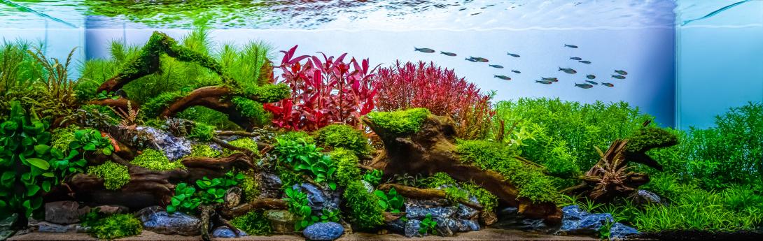 An aquarium of 9 months which really has a moderately easy planting!! It consists of 12 types of plants of moderate and difficult management that consume dioxide!!
